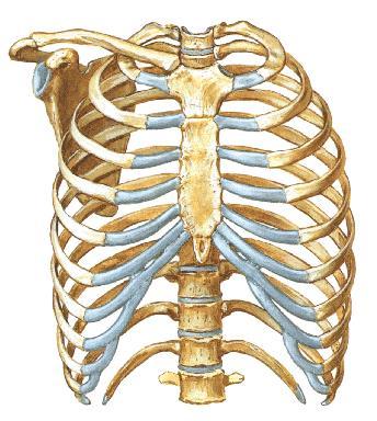 Scapula