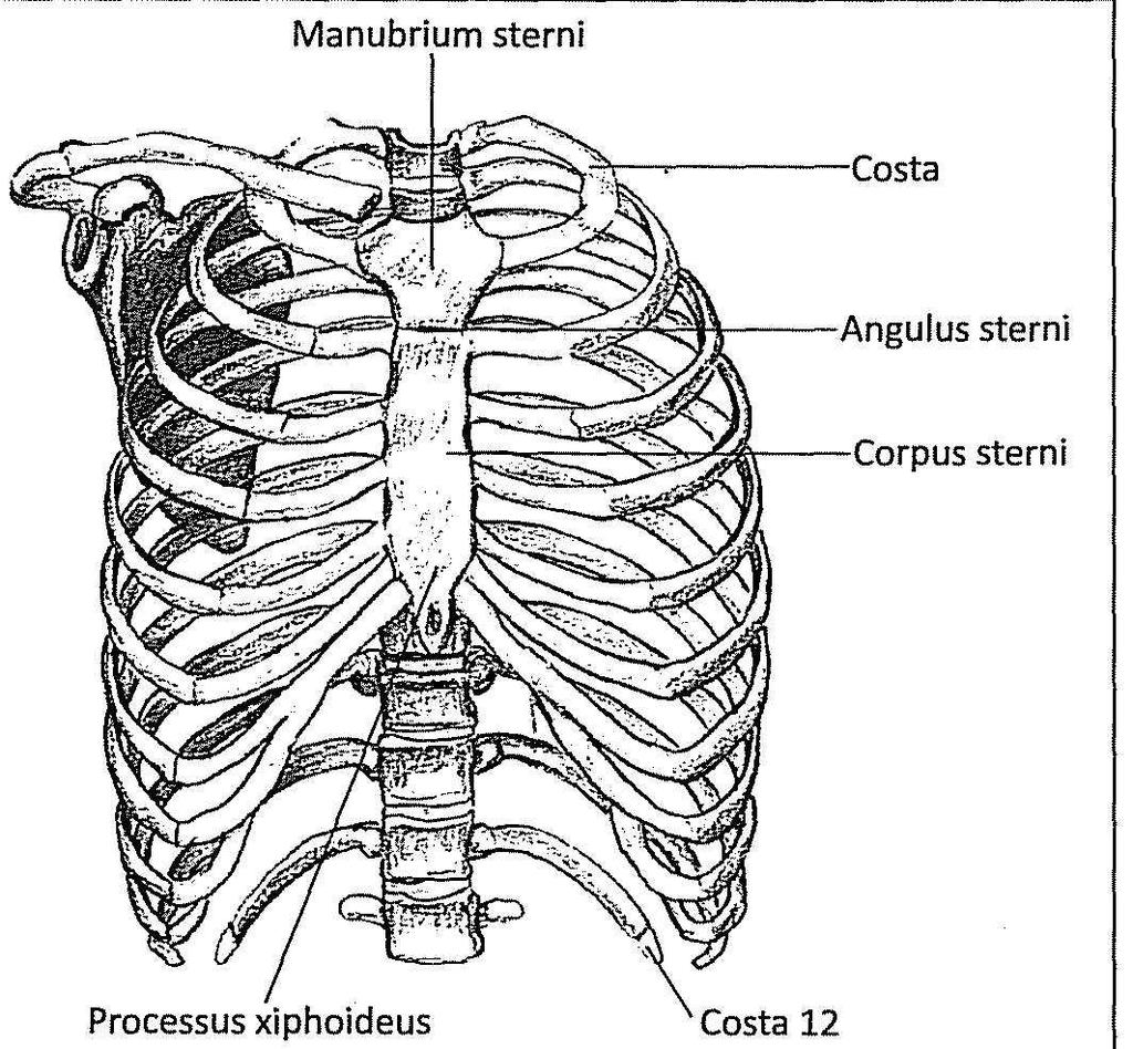 Göğüs kafesini oluşturan kaburgalar; 1.-7. kostalar sternum ile direkt birleşir. 8.,9. ve 10.