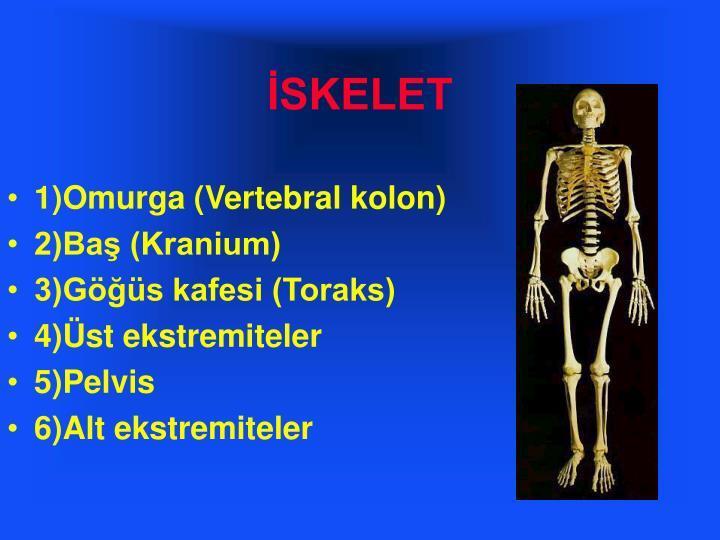 İSKELET