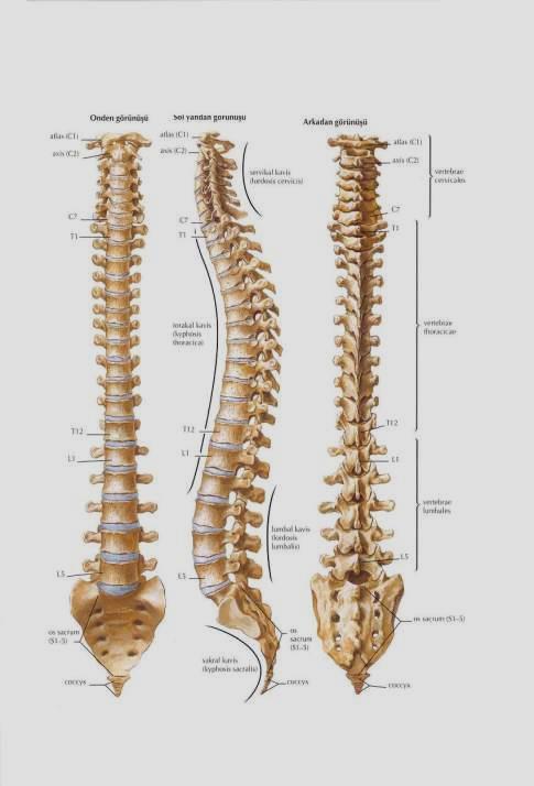 Vertebral Kolon (Columna Vertebralis, Omurga) Kafatası tabanından kuyruk sokumuna kadar uzanan, yaklaşık 60-70 cm uzunluğunda, kabaca S harfine benzeyen bir kemik topluluğudur.