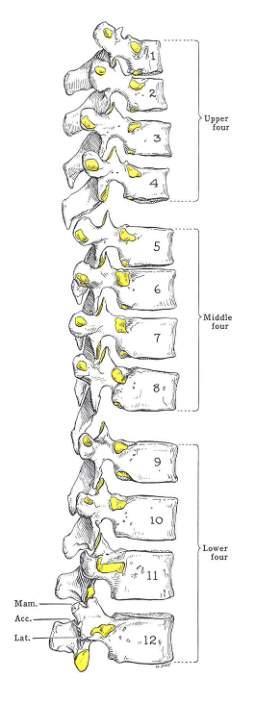 Tora kal vertebralar (vertebrae thoracicae, göğüs omurları): 12 tanedir. Korpuslarının yan taraflarında üstte ve altta yarımşar eklem yüzleri m e v cuttur. 1., 11.