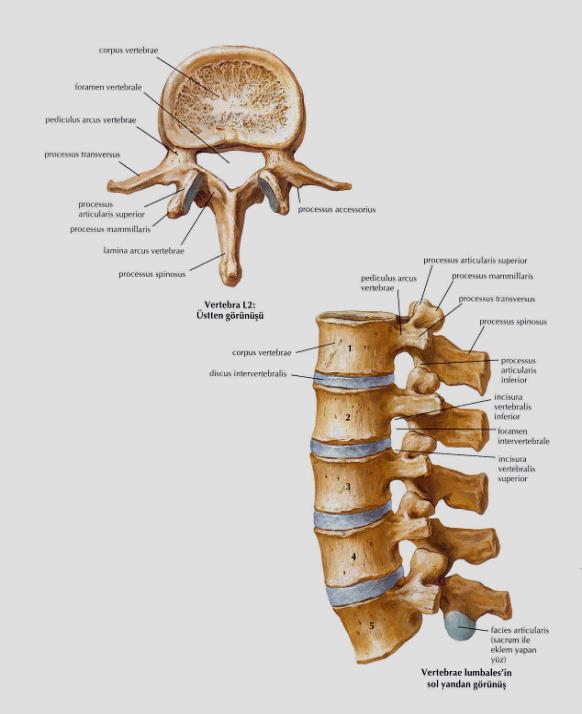 Lumbal vertebralar (bel omurları): Korpusları büyük olup kostalarla eklem yapacak eklem yüzü yoktur.
