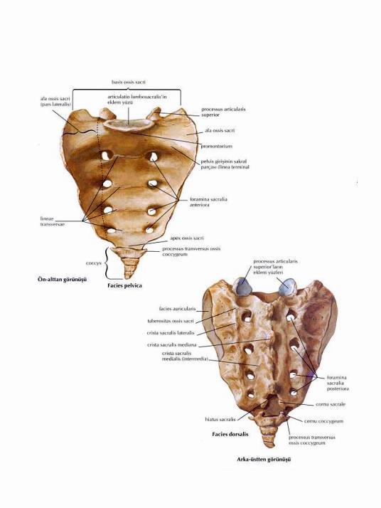 sacrum) oluştururlar. Ön yüzü konkav, arka yüzü konvekstir.