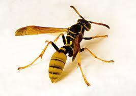 Arı Venomunun Özellik ve Etkisi Yapılan araştırmalara göre arı venomlarında düşük molekül ağırlıklı farmakolojik maddeler arasında histamin önemlidir.
