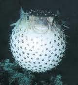 Balon balıkları derin olmayan sularda ve tropik bölgelerde yaşarlar. Akdenizde de balon balıklarına rastlanmaktadır.
