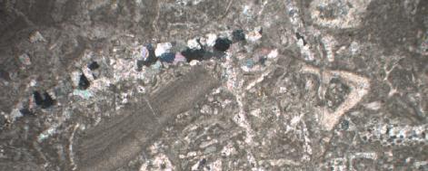 4.ARAŞTIRMA BULGULARI 0.4 mm Foto 4.5. Bentik foraminifer kavkı parçalı, killi kireçtaşı.