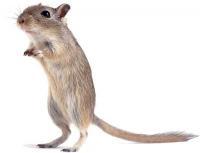 Moğolistan Gerbili (Meriones unguiculatus) fare ve sıçana benzeyen küçük
