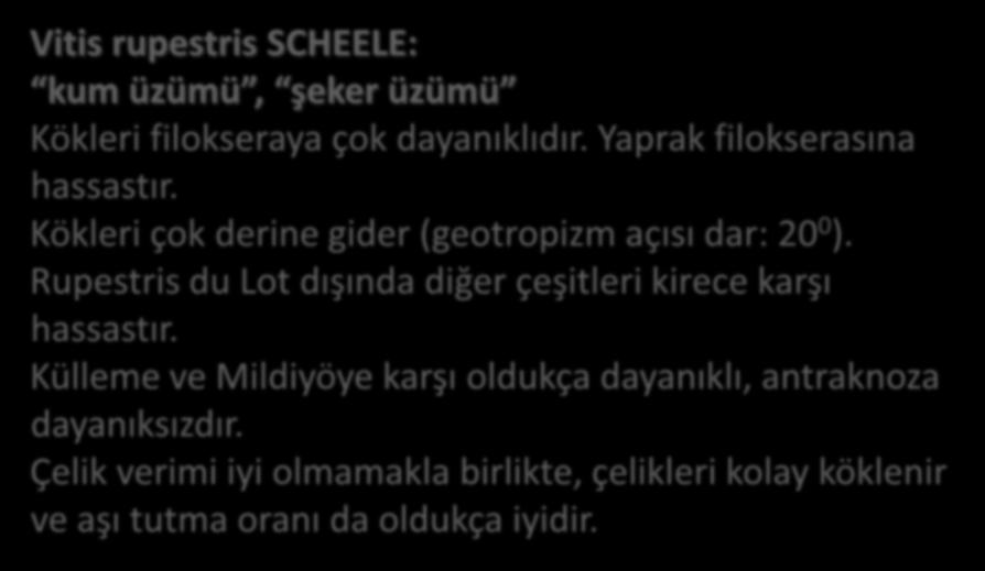 Vitis rupestris SCHEELE: kum üzümü, şeker üzümü Kökleri filokseraya çok dayanıklıdır. Yaprak filokserasına hassastır. Kökleri çok derine gider (geotropizm açısı dar: 20 0 ).