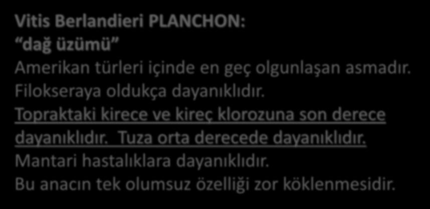 Topraktaki kirece ve kireç klorozuna son derece dayanıklıdır.