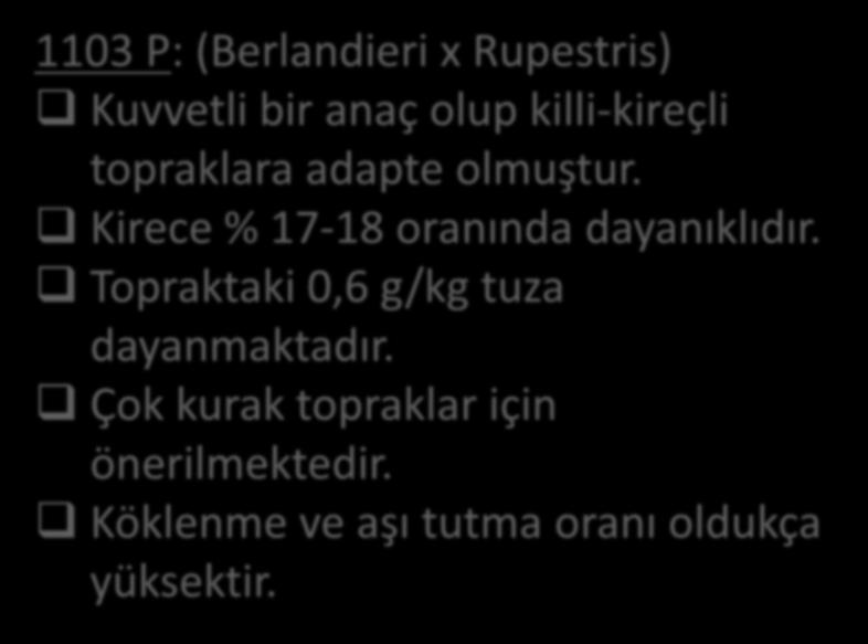 1103 P: (Berlandieri x Rupestris) Kuvvetli bir anaç olup killi-kireçli topraklara adapte olmuştur.