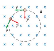 3. Manyetik Alanda Yüklü Parçacığın Hareketi Kuvvet her zaman hıza dik olduğu için, hızın büyüklüğünü değiştirmez.
