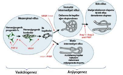 Şekil 8. Plasental villus tiplerinde vaskülogenez ve anjiyogenez (2). Hemanjiyoblastik hücreler, 15-21.