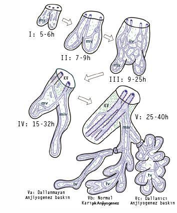 2.Periferal kapiller ağın gerilemesi ve santral kök damarların 15-32. haftalararası oluşturulması 3. Terminal kapiller halkaların dallanmayan anjiyogenezle oluşturulması Şekil 10.