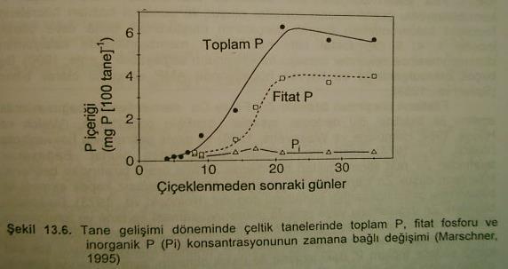 Generatif organlarda, K, Mg ve bazen de Zn, Ca' un depo yerleridir Ağır metallere (Zn, Fe) yüksek ilgisi detoksifikasyon fitik asit toprakların organik P fraksiyonlarında da bulunur Fitatlar, tohum