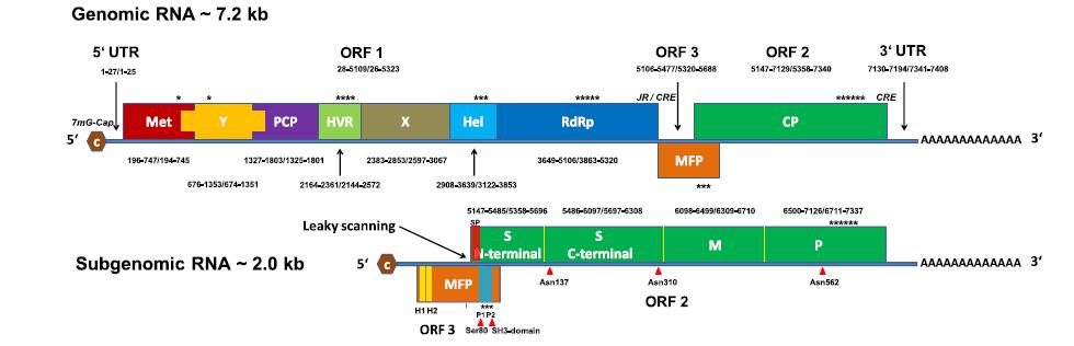 Hepatit E Virüsü: Genom ve Viral Proteinlerin Şematik Gösterimi ORF1; yapısal olmayan proteinleri;metil transferaz (Met), Y-domain (Y), papain-benzeri sistin proteinaz (PCP), hipervariabl bölge