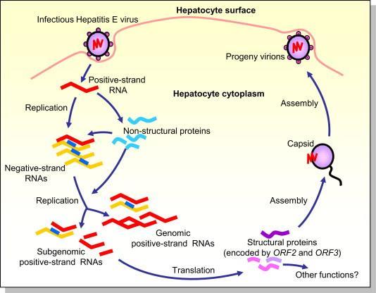 Virüsün Yaşam Döngüsü 5 HEV hücre stoplazmasında