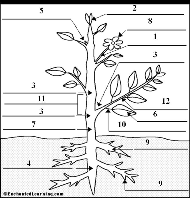 13. Aşağıdaki resimde ok ile işaretlenmiş 15 anatomik kısmı uygun olan sayı ile işaret et/ belirt. (işaretlenmiş bazı anatomik kısımlar tekrarlanıyor). 1. çiçek sapı 2.