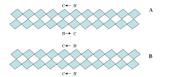 β-tabakalı (β-sheet) yapısının