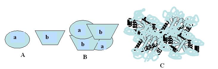 Proteinlerin dördüncü yapısının şematik gösterimi.