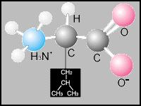 Leucine