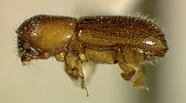 Larvalar gelişmesini 4-6 hafta üzerinde tamamlar, larvalar galeri açmazlar ve ergin dişilerin galerilere taşımış oldukları ambrosia mantarının sporları ile beslenirler.