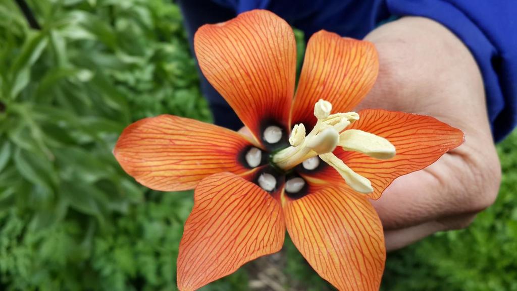 Mart-Mayıs aylarında çiçeklenen F. imperialis bitkileri kötü koku yayan soğanlı bitki türlerinden birisidir [9]. Şekil 3.5-6 da F.