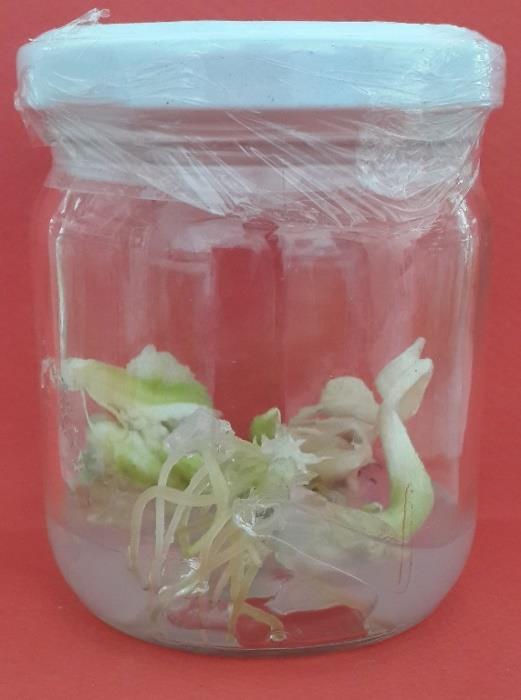 persica olgun tohumlarının kültüre alınmasıyla oluşan soğancıkların