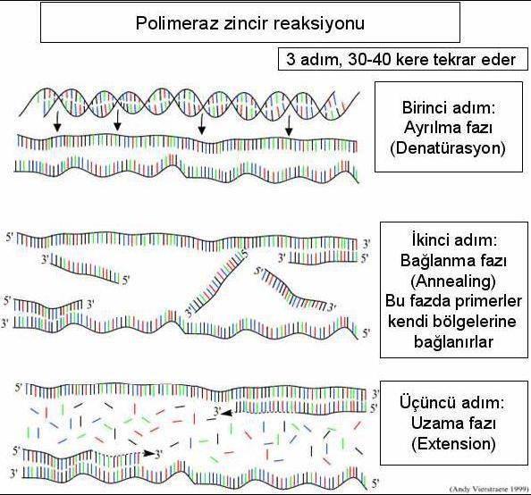 PZR tekniğinin bulunmasından bu yana teknolojide çok hızlı gelişmeler olmuş ve buna bağlı olarak da çok farklı PZR metotları geliştirilmiştir(tablo:2).