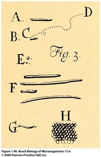 Antoni van Leeuwenhoek Hollandalı