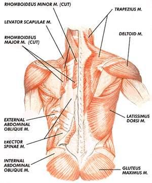 Scapulayı yukarı ve içe çeker. Scapulayı kaldıran kastır.