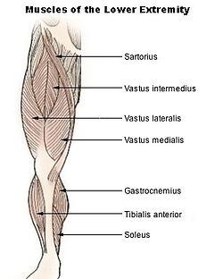 Quadriceps Femoris Kası vücudun en kuvvetli kaslarından biridir.