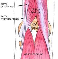 ARKA UYLUK KASLARI Yarı kirişsi kastır. İki başlı arka uyluk kasıdır. Bacağın fleksiyon ve ekstensiyonuna katılır.