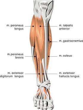 BACAK KASLARI Uzun dış yan bacak kasıdır. m. Tibialis anterior Kısa dış yan bacak kasıdır.