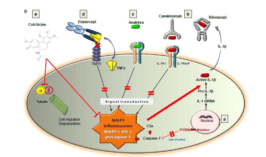 26 Rilonocept; füzyon proteindir. IL-1 reseptörünün ekstrasellüler kısmı ve IL-1 reseptör aksesuar proteinini içerir. Dolaşımda bulunan IL-1 i nötrolize eder.