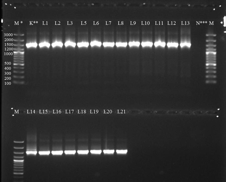 Şekil 4.3. Vajinal LAB ne ait PZR ürünlerinin 1600 bç uzunluğundaki 16S rdna gen bölgesi.