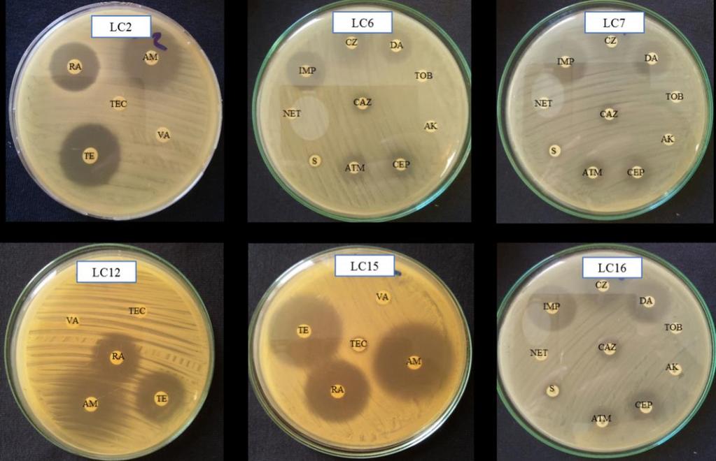 Direnç oranı (%) Şekil. 4.7. Bazı vajinal LAB nin antibiyogram görüntüleri 100 95 100 100 100 85