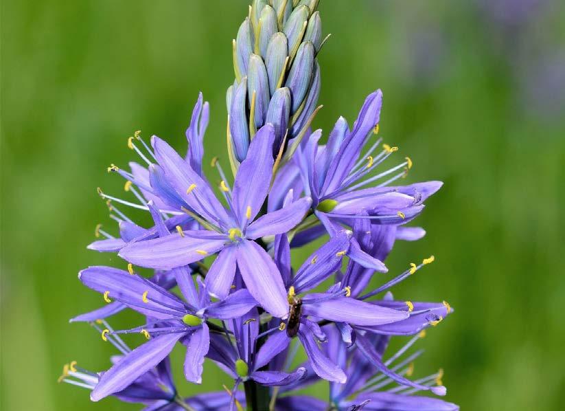 Camassia /(diğer türleri ve alt-türleri)