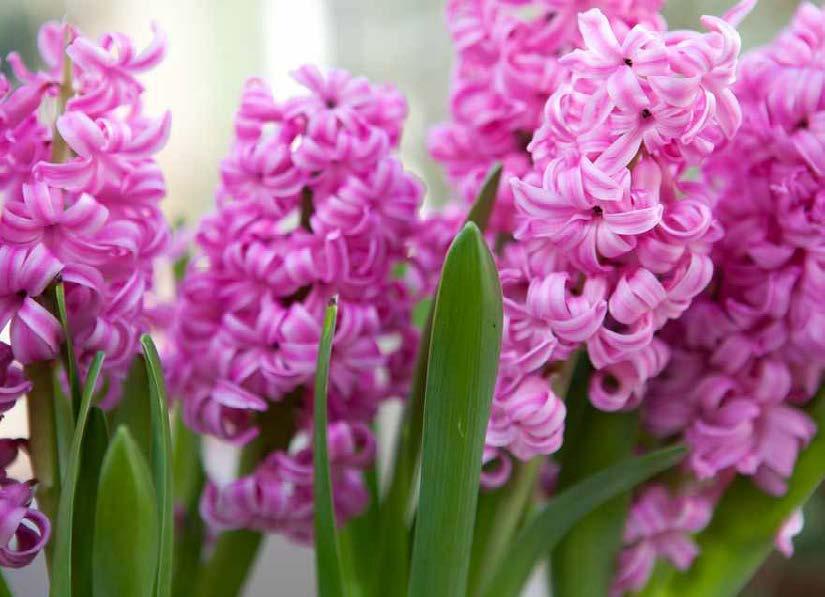 Hyacinthus /(diğer türleri ve alt-türleri)