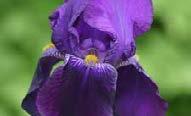 uçuk pembe 70-80 cm boy, 40-50 cm yayılım Iris germanica Bishop s