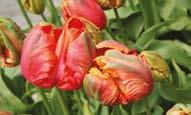 yayılım Orta ilkbahar dönemi Pembe fırfırlı çiçek 30-60