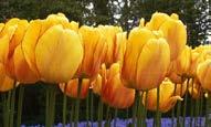 Tulipa /(diğer türleri ve alt-türleri) Tulip Blushing