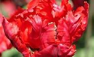 cm yayılım Orta ilkbahar döneminden geç ilkbahara kadar Tulipa