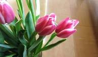 ilkbahar döneminden geç ilkbahara Tulipa Hocus Pocus