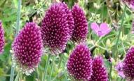 10-50 cm yayılım Allium Mount Everest Allium