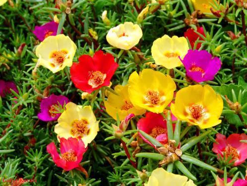 Portulaca grandiflora (İpek çiçeği) 10-15 cm kadar boylanan kısa boylu bir bitkidir. İyi bir yer örtücüdür.