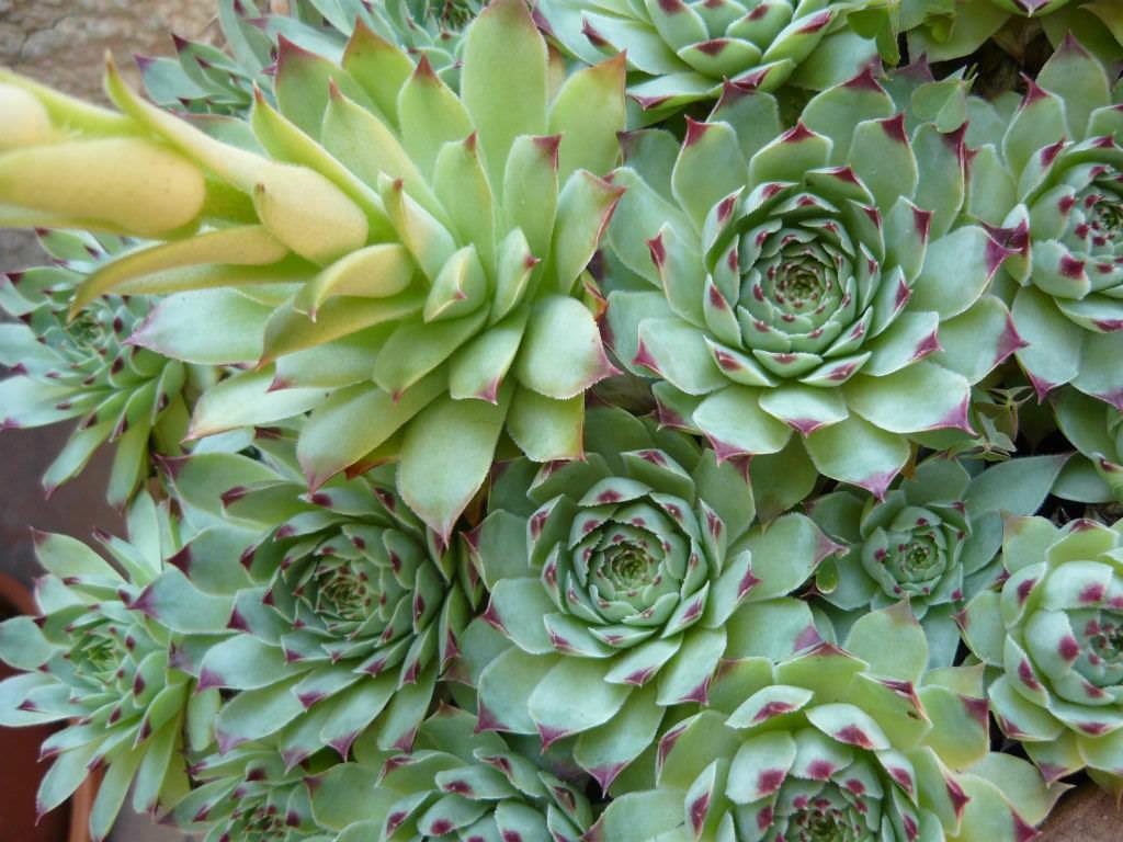 Sempervivum calcareum