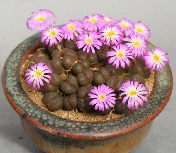 Conophytum lithopsoides (Yaşayan taş) Yaklaşık6-7 cm kadar boylanır. Gövdemsi kelleleri yumurşaktır.