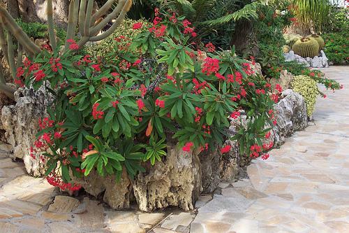 Euphorbia milii (Dikenli taç, noel yıldızı) Herdemyeşil çalımsı bir türdür. 1 m ye kadar boylanır. 50 cm kadar çevresinde yayılır.