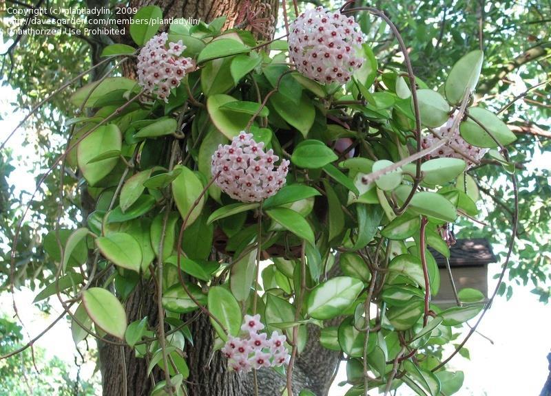 Hoya carnosa (mum çiçeği) 6 m ye kadar boy atabilir. Yumurtamsı biçimli, koyu yeşil renkli, etli yaprakları vardır.