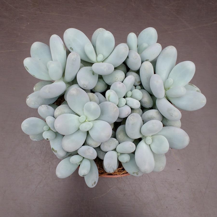 Pachyphytum oviferum (pakifitum) Kısa boyludur. 15 cm kadar boylanır. 30 cm kadar yerde yayılır. Mavimsi yeşil renkli kalın etli yaprakları vardır.